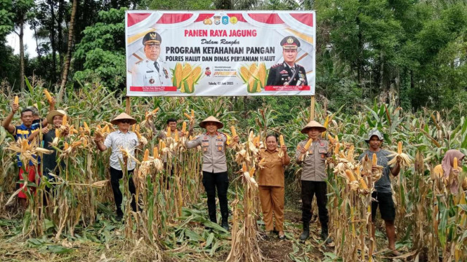 Panen raya jagung di Halmahera Raya