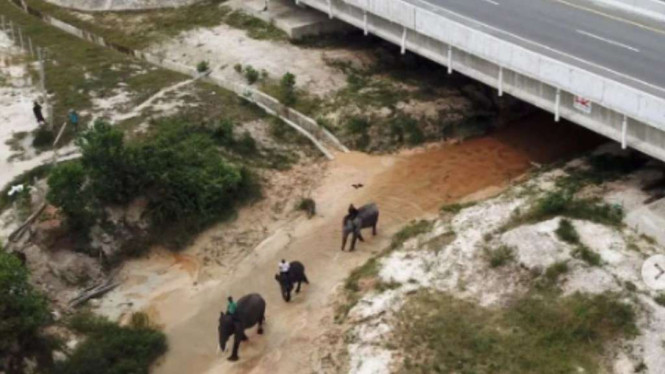 Terowongan gajah di tol Permai., Fitur Unik: Terowongan Perlintasan Gajah, Upaya Konservasi dan Kolaborasi, Sebuah Harmonisasi Infrastruktur dan Alam, Reaksi Warganet