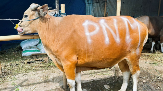 PNM sedekah kurban di 26 titik