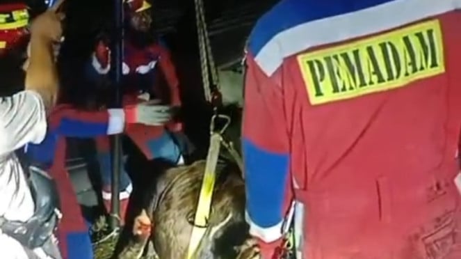 Sapi setengah ton di Cipete Selatan, Jaksel tercebur di bekas kolam renang (doc damkar)