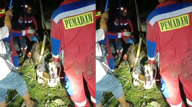 Seekor sapi tercebur ke sebuah lubang bekas kolam renang
