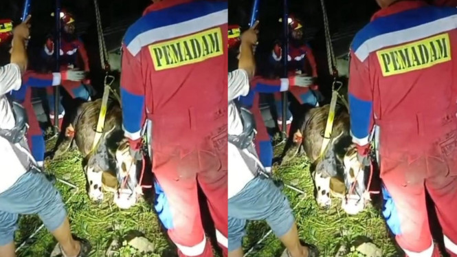 Seekor sapi tercebur ke sebuah lubang bekas kolam renang