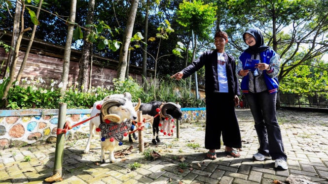 BRI Peduli tingkatkan produktivitas peternak domba di Desa BRILiaN Garut