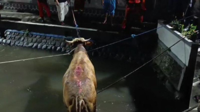 Sapi yang mengamuk dievakuasi., Gubernur Jawa Barat Dedi Mulyadi meninjau pembinaan siswa nakal di Jabar, Direktur Utama PT Pindad Sigit P Santosa bersama stafsus Menhan Deddy Corbuzier, Wakil Presiden Gibran Rakabuming Raka dalam video monolog, Sapi yang mengamuk dievakuasi., Ilustrasi Tukang Parkir