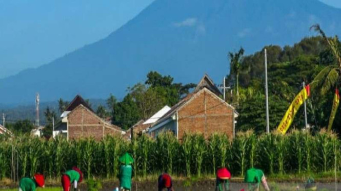 Petani di Kecamatan Sobo, Banyuwangi, Jatim, melakukan aktivitas seperti biasa.