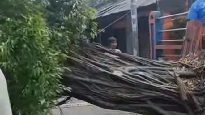 Angin kencang sebabkan pohon tumbang