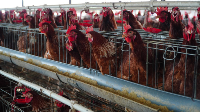 Ilustrasi ayam hidup atau ivebird di peternak (dok: Badan Pangan Nasional)