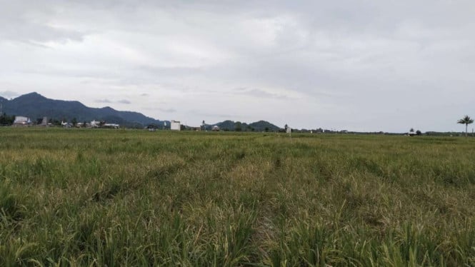 persawahan di Kecamatan Larompong