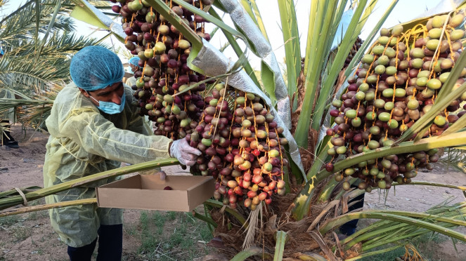 Pekerja lagi memetik buah kurma di perkebunan Castle Farms di Madinah, Arab Saud