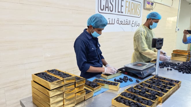Pekerja sedang menyortir kurma ajwa di Castle Farms Madinah