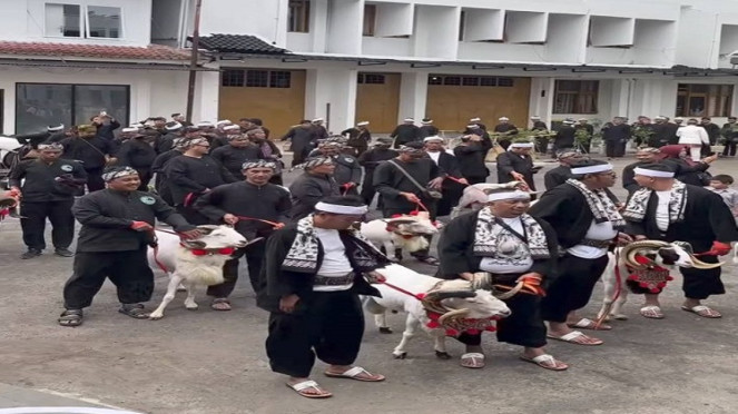 9 ekor domba garut jadi salah satu seserahan pernikahan putra Dedi Mulyadi