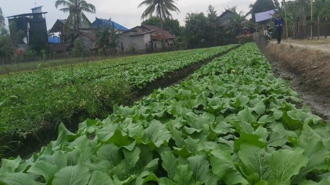 Lahan Kelompok Tani Berkah Mombula binaan IMIP, Ketahanan Pangan, Lahan Kelompok Tani Berkah Mombula binaan IMIP, Hasil Pertanian Diserap IMIP, Budidaya ikan nila kelompok tani Berkah Mombula binaan IMIP, Populasi Meningkat-UMKM Menjamur, Pekerja di kawasan IMIP Morowali, Masalah Lingkungan dan Sosial, Sampah berserakan di Desa Labota, Bahodopi, Morowali