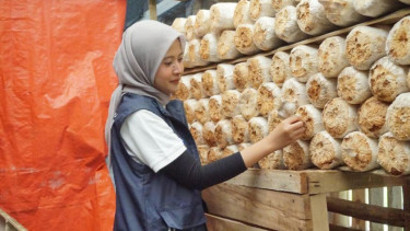 Holding Danareksa.