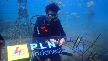 PLN IP.