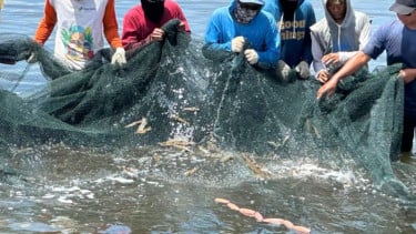 Panen Udang.