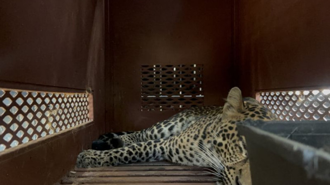 Seekor macan tutul yang masuk ke dalam hotel berhasil dievakuasi