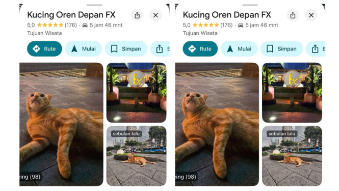 Kucing Oren Depan FX viral 