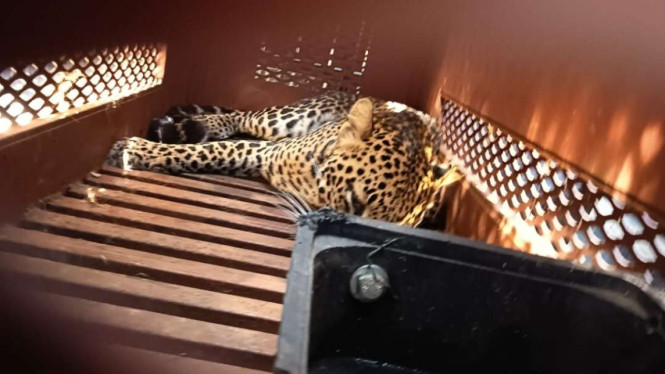 Macan tutul yang ditemukan di hotel di Bandung, Jabar
