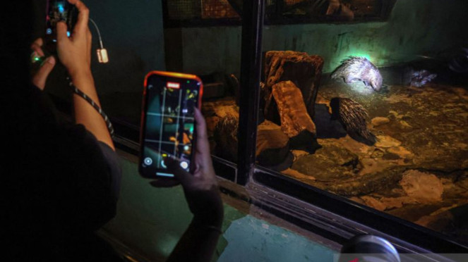 Pengunjung mendokumentasikan landak Jawa saat wisata malam di Ragunan