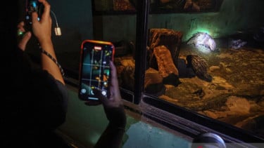 Pengunjung mendokumentasikan landak Jawa saat wisata malam di Ragunan