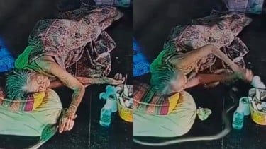Viral! Detik-detik Menegangkan Lansia Digigit Ular Cobra Saat Tertidur Pulas