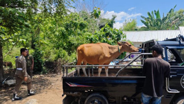 Petugas mengamankan sapi berkeliaran di Labuan Bajo, Mabar, NTT
