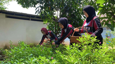 Warga binaan Lapas Tangerang dilatih budidaya ginseng