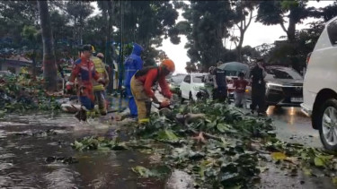 Hujan Deras Guyur Bandung, Pohon Tumbang di Cihampelas