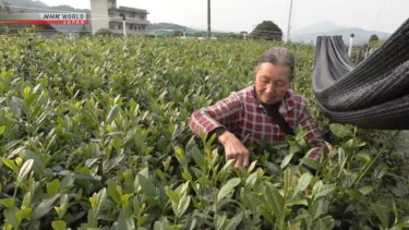 Ilustrasi petani matcha