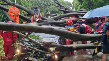 Pohon tumbang di Darmawangsa tewaskan 1 orang