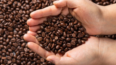 Ilustrasi biji kopi