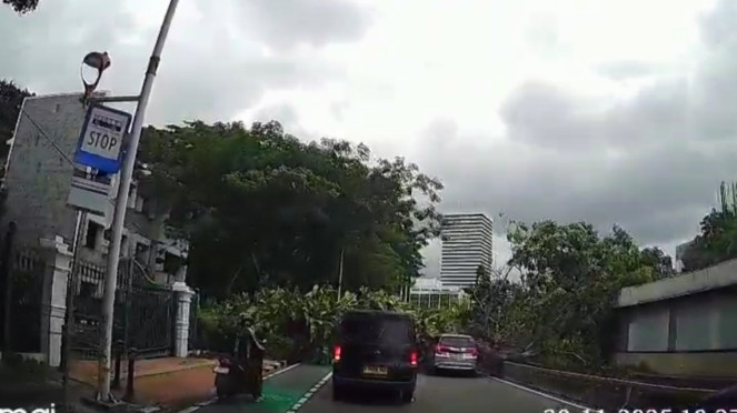 Pohon tumbang di Bundaran Senayan