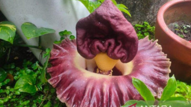 Bunga berbau bangkai berwarna merah keunguan dengan bagian tengah kekuningan