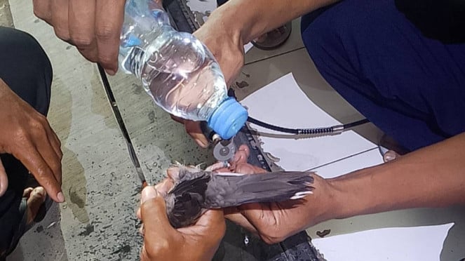 Damkar Pemalang Selamatkan Burung Perkutut yang Kakinya Bengkak Terjepit Cincin