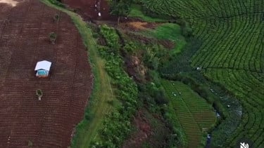 Alih fungsi perkebunan teh di Pangalengan menjadi lahan pertanian 