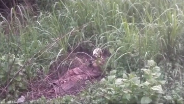 Kerangka Manusia Ditemukan di Kebun Warga Tanimbar Selatan, Maluku