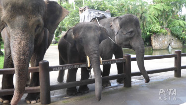 Gajah di Bali