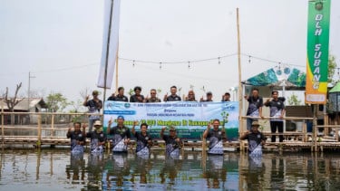 Bank bjb tanam 10.000 mangrove