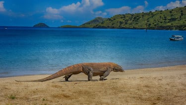 Taman Nasional Komodo di Kabupatendi Manggarai Barat, Nusa Tenggara Timur (NTT), Pulau Padar di Taman Nasional Komodo, Keunikan Alam dan Satwa Liar yang Menakjubkan, Pariwisata Berkelanjutan dan Konservasi, Daya Tarik Utama, Tips Berkunjung