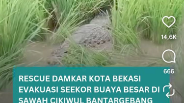 Warga Bantargebang, Kota Bekasi, Jawa Barat, digegerkan buaya besar di sawah