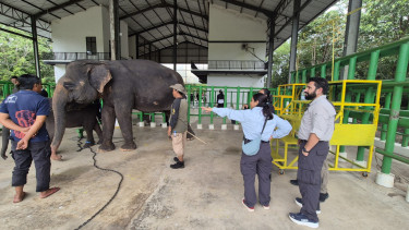 Rumah Sakit Gajah Way Kambas, Lampung