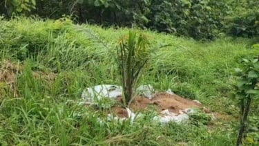 Kondisi salah satu bibit pohon sawit yang ditanam di Cirebon, Jawa Barat