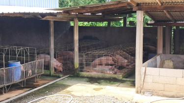 Dapur MBG atau SPPG di Sambungmacan, Kabupaten Sragen dekat kandang babi