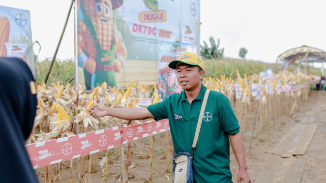 Bayer Bersama Petani di Kendal Panen Jagung