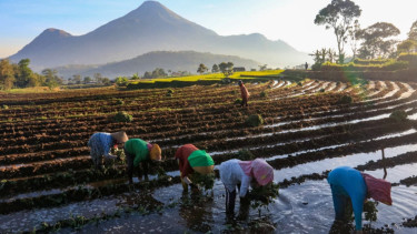 Ilustrasi petani