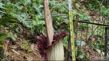 Bunga bangkai raksasa Amorphopallus titanum mekar di Kebun Raya Bogor