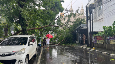 Pohon dan baliho roboh di Semarang dipicu cuaca ekstrem