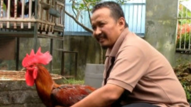 Ilustrasi Pelihara Ayam