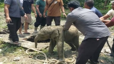 Anak gajah nyebur septic tank mess pekerja di Kabupaten Siak, Riau