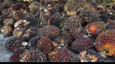 Kelapa sawit.